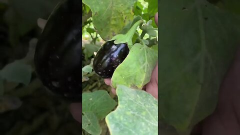 Egg Plant kitchen Garden #foodies #foodlover #food #eggplant #gardening #kitchen