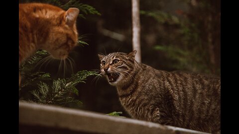 Cats fighting in the funniest way#MUST WATCHED.