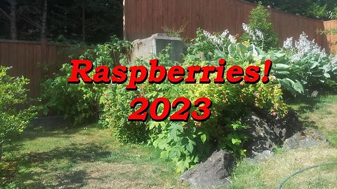 Backyard Raspberries 2023, BC Canada