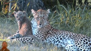 Leopard And Cub In The Bush Camp - RonaldCam Footage: 11 November 2012