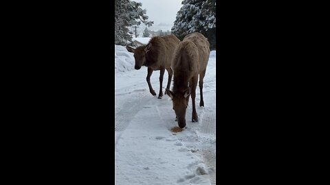 Elk eating close up