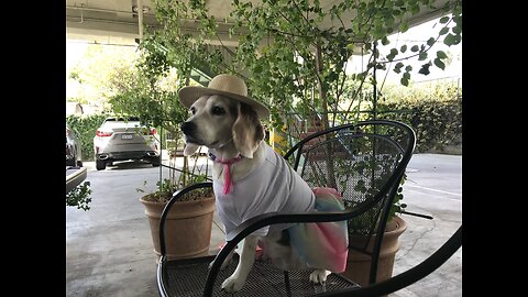 Emily the Beagle 12th Birthday Party! (2021)