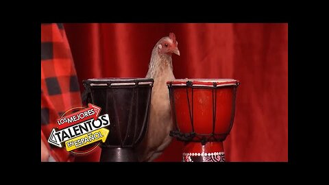¡Los pollos más talentosos! _ The Bock and Roll Band audicionan con “Footlose”