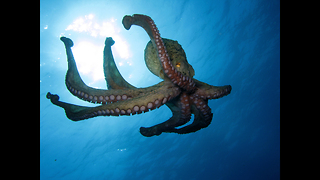 Octopus Plays With Coconut