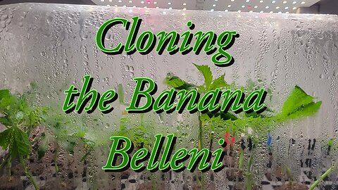 Cloning the Banana Belleni #marshydro #TSW2000 #rootedleaf
