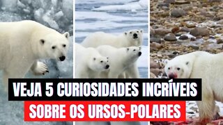 VEJA 5 CURIOSIDADES INCRÍVEIS SOBRE OS URSOS-POLARES