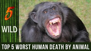 Top 5 Most Vicious Human Kill Made By A Wild Animal | 5 WILD