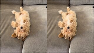 Maltipoo puppy sleeping on her back