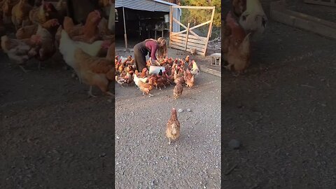 #chickens #farmgirl #farmchores #homestead #homesteadlife #homesteader #homesteading #naturallife