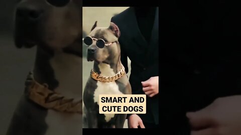 smart and funny dogs #shots #doycute