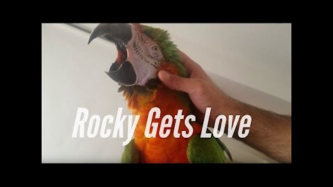 Rough My macaw Getting Head Scratches | PARROT VIDEO OF THE DAY