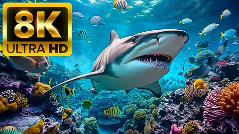 UNDERWATER WONDERS - 8K (60FPS) ULTRA HD - With Relaxing Music (Colorfully Dynamic)