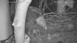 USS Eagles - Dad perches close in nest