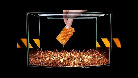 EXPERIMENT_ 1000 COCKROACHES vs HONEY IN HONEYCOMBS