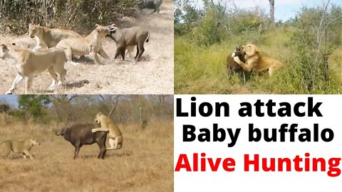 Best Lion Hunting Moments || Lion Trapped by Clan Of Buffaloes | Dynasties ||@Wild Animals