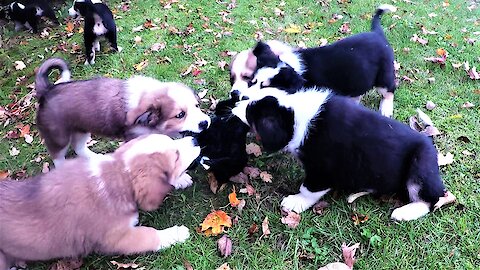 Puppies enjoy the world's most adorable tug-o-war ever