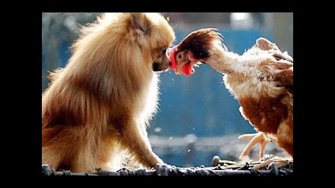 Chicken Vs Dog Funny Fight