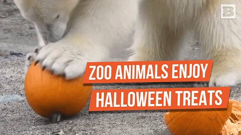 Zoo Animals Embrace Halloween Spirit with "Gourd" Pumpkin Treats