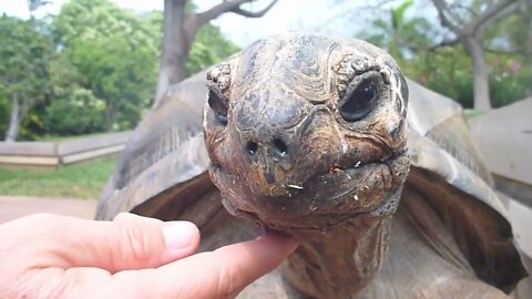 Rare Aldabra Giant Tortoise