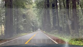 Avenue of the giants