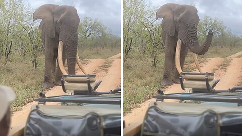 Friendly elephant says 'hi' to curious tourists