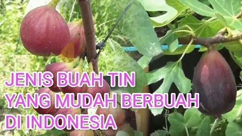 BUAH TIN YANG MUDAH DITANAM DAN MUDAH BERBUAH