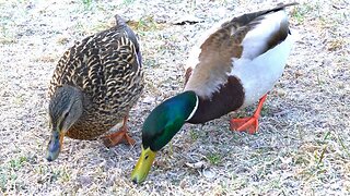 Mallard Duck Couple Together on Frozen Morning Dew