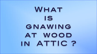 What is making the wood gnawing sounds at 4 am in the attic?