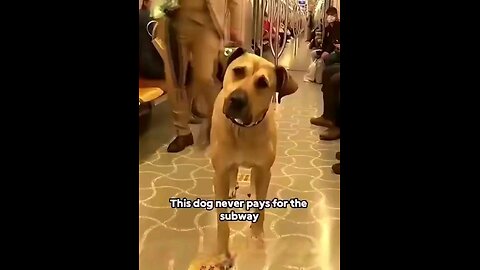 This dog NEVER PAYS for the subway but takes the ride daily without fail