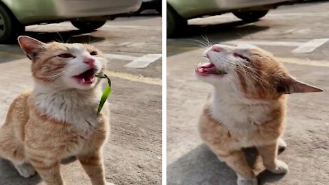 Cute Healthy Cat Eats Green , So its Happy