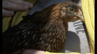 60 chicks have gone missing on Niagara Co. farms