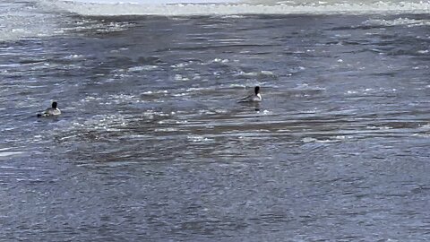 Bufflehead Ducks Humber River