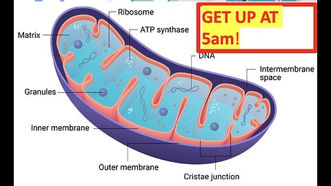 5 am Club - Do it! Mitochondria? What is this and what to do!