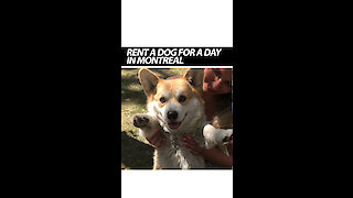 Rent A Dog For A Day In Montreal