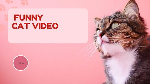 Funny cat video with mirror