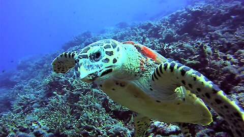 Friendly sea turtle greets and swims with delighted scuba diver
