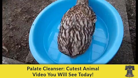 Palate Cleanser: Cutest Animal Video You Will See Today!