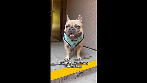 Behavior is A Hit or Miss | Mochi The French Bulldog