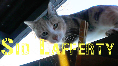 Daily Vlog #277. Only one cat left, we might have to name her.