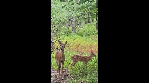 Doe & Fawn