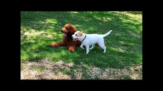 jack Russell Terrier vs Irish Setter Doodle