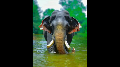SaveOurElephants #TuskTuesday #ElephantAwareness #ElephantFamily #BigFiveBeauty