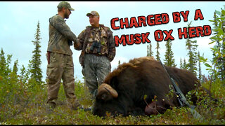 Bow Hunting Musk Ox?