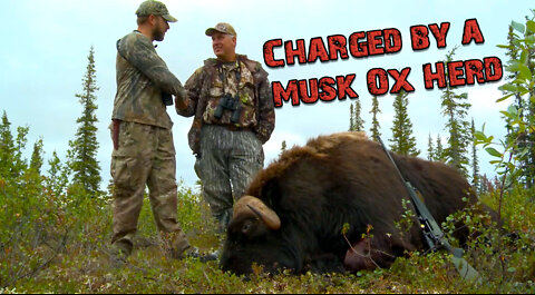 Bow Hunting Musk Ox?