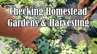 Checking Homestead Gardens and Harvesting