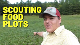 #165 Scouting Food Plots For Deer Season