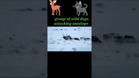 group of wild dogs attacking antelope 2022#shorts #youtubeshorts