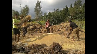 The traditional ways to harvesting rice