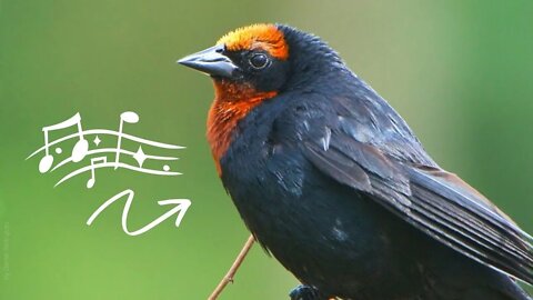 CASACA Cantando - Chestnut-capped Blackbird | Chupim (Chupim do Nabo)