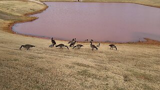 geese and ducks